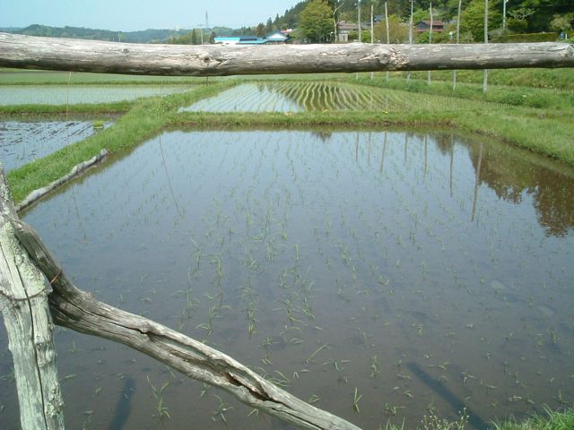 はせと田んぼ はせと田んぼ