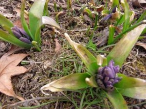 ヒアシンス ヒアシンス