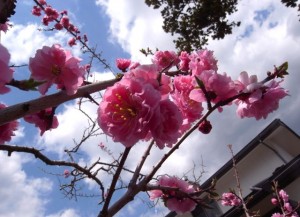 桃の花４／２８