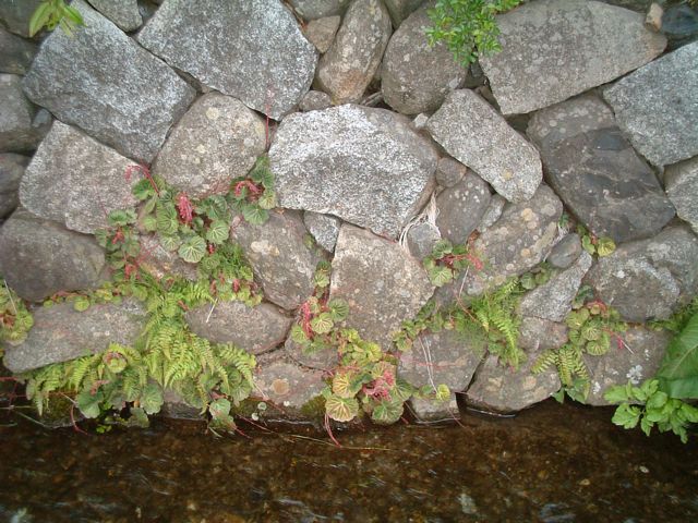 石垣と川 石垣と川