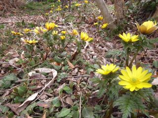 フクジュソウ満開 フクジュソウ満開
